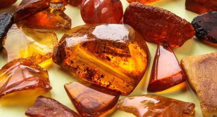 Lần đầu tiên tìm thấy con bọ ve quấn mạng nhện trong mảnh hổ phách