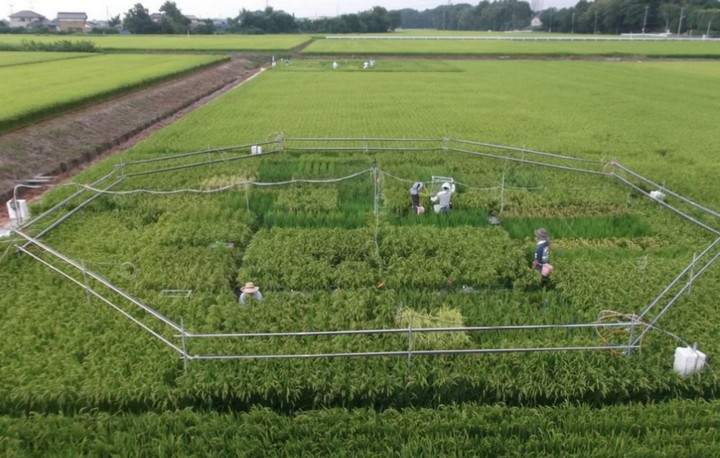 Nồng độ CO2 quá cao có thể khiến gạo mất nhiều dưỡng chất quan trọng?