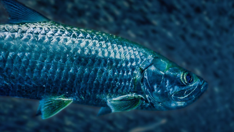 Cá tarpon được phân biệt bởi những vảy màu bạc bao phủ toàn bộ cơ thể cá ngoại trừ đầu.