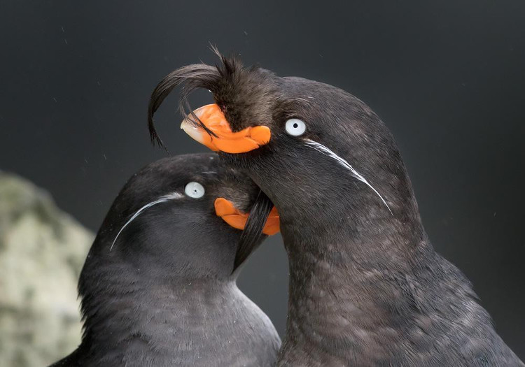 Loài chim có thể tự tạo ra mùi nước hoa riêng “thơm nức mũi” để hút bạn đời