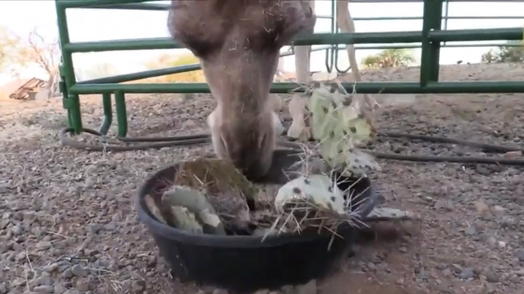 Gai nhọn không xi nhê gì với anh nhé, anh vẫn chén đều.