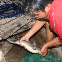"Quái kiệt" săn cá ngát sông Hàm Luông: Hết gặp tử thi đến chạm mặt “tử thần”