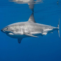 Nghiên cứu mới: Các chuyên gia bất ngờ thu được trải nghiệm bị cá mập trắng ăn