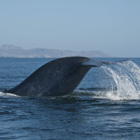 Cá voi xanh lần đầu tiên được phát hiện tại Biển Đỏ