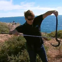 Hòn đảo "vương quốc của rắn độc" ở Australia