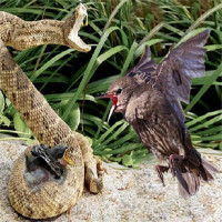 Video: Chim mẹ điên cuồng tấn công rắn kịch độc, trả thù cho con