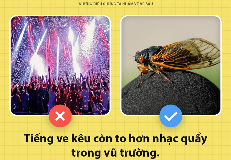 Xin chào! Tôi là ve sầu và các ông đang mắng chửi tôi sai hết rồi!