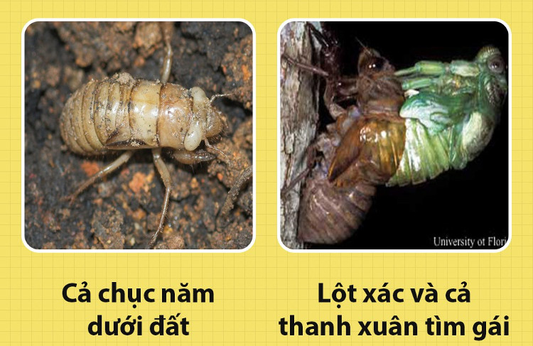 Xin chào! Tôi là ve sầu và các ông đang mắng chửi tôi sai hết rồi!