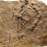 Phát hiện dấu chân động vật hóa thạch cổ nhất từ trước tới nay