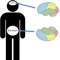 Có thể bạn chưa biết: Cơ thể chúng ta có đến hai bộ não!