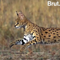 Loài mèo chạy nhanh chỉ sau báo cheetah