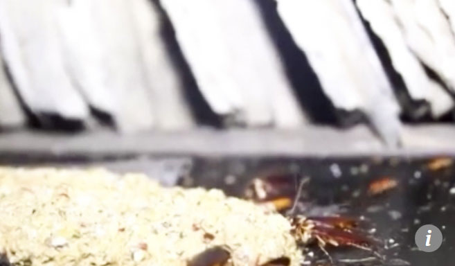 Trung Quốc sản xuất sushi và thịt từ trang trại hàng tỷ con gián nuôi