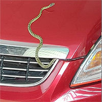 Tại sao rắn thích chui vào ô tô?
