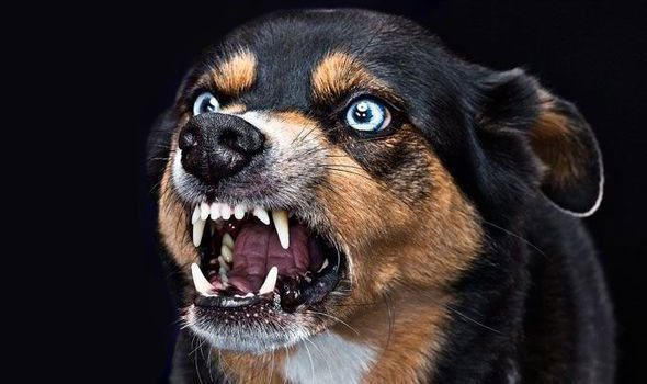 Trong muôn vàn dịch bệnh chết người, đâu là con virus nguy hiểm nhất lịch sử?