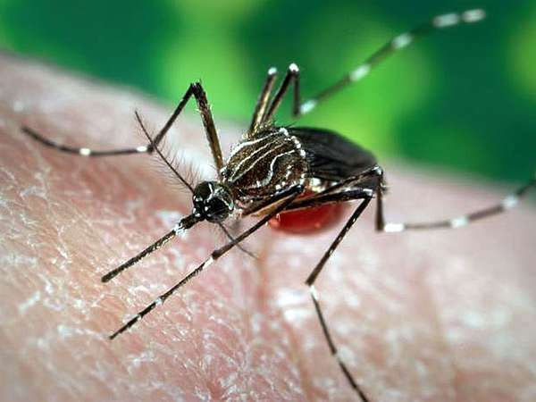 Trong muôn vàn dịch bệnh chết người, đâu là con virus nguy hiểm nhất lịch sử?