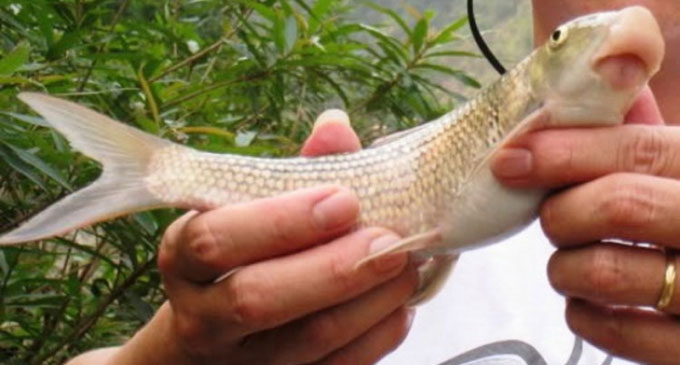 Huyền thoại cá Anh Vũ