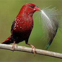 Khám phá loài chim có màu đỏ rực như máu ở Việt Nam