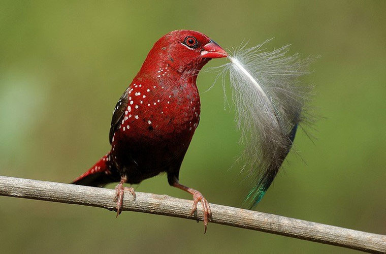 Plum blossom bird