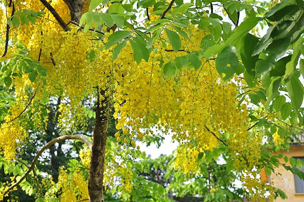 Hoa muồng hoàng hậu đẹp, đang nở rộ ở Hà Nội có gì thú vị?