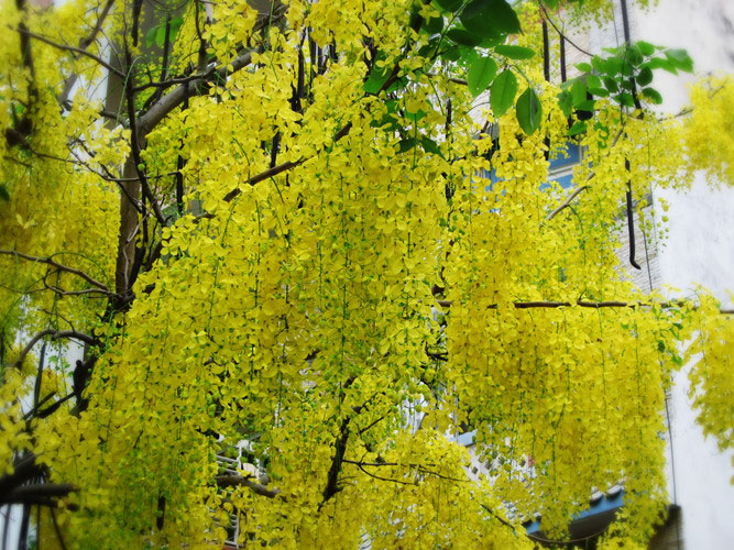 Hoa muồng hoàng hậu đẹp, đang nở rộ ở Hà Nội có gì thú vị?