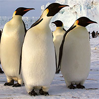 Chim cánh cụt phân biệt nhau bằng cách nào?