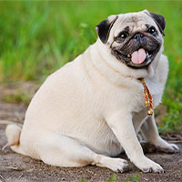 Nghiên cứu hành vi của chó thừa cân để tìm lời giải về nguyên nhân béo phì