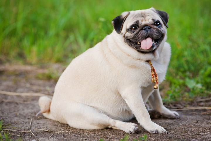 Nếu bạn là người yêu chó, hãy xem ngay hình ảnh của chó thừa cân này để biết thêm về cách chăm sóc và giảm cân cho thú cưng của mình.