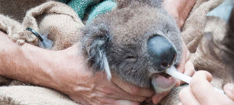 Chúng ta đã có cách cứu lấy loài gấu Koala, nhưng nó hơi 