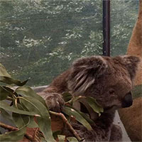 Chúng ta đã có cách cứu lấy loài gấu Koala, nhưng nó hơi "kinh" một chút
