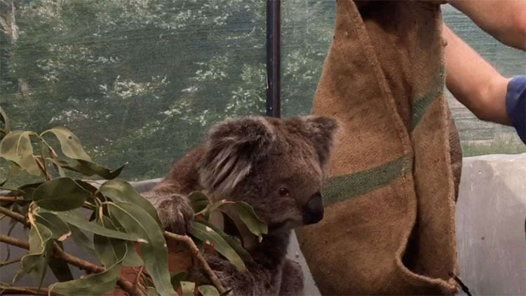 Chúng ta đã có cách cứu lấy loài gấu Koala, nhưng nó hơi 