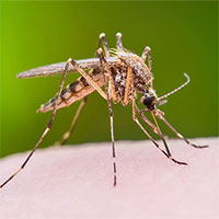 Phát hiện thêm một virus do muỗi truyền sang người