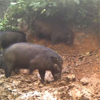Hình ảnh hiếm gặp của loài lợn lớn nhất thế giới