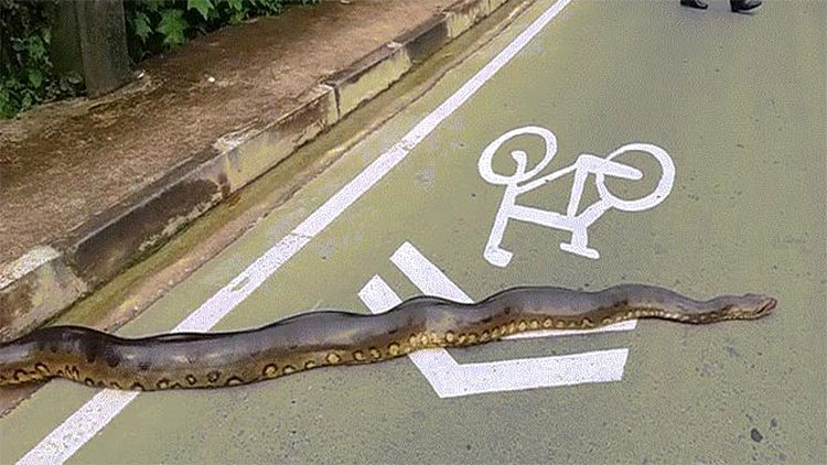 Con trăn khổng lồ bò qua đường khiến người dân "đứng hình".