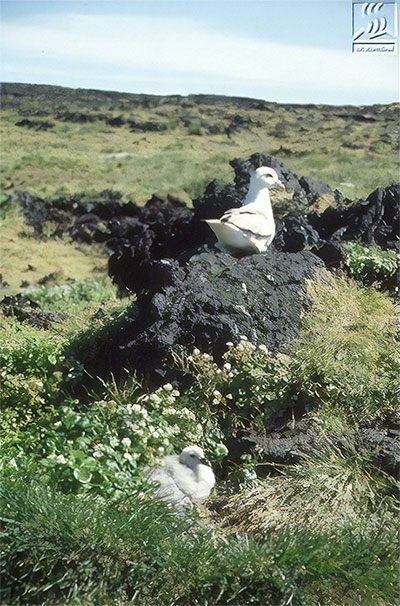 Đảo núi lửa Surtsey: Cấm địa kỳ bí của giới khoa học ngoài khơi Iceland