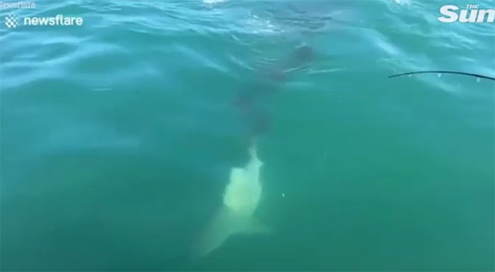 Con cá mập bị cắn đứt đuôi