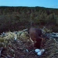 Chồn thông trèo vào tổ chim ưng trộm trứng