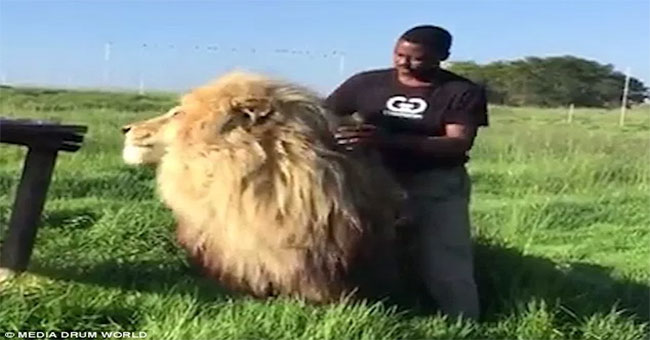 Người đàn ông thản nhiên gãi lưng sư tử đực như không