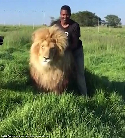 Mike Thulani đang gãi lưng cho con sư tử tên là Smokey.
