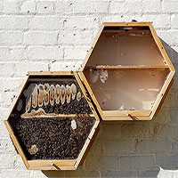 Phát minh đặc biệt cho phép dân thành phố nuôi ong lấy mật ngay trong nhà