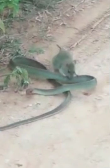 Chuột lao vào tấn công rắn tới tấp