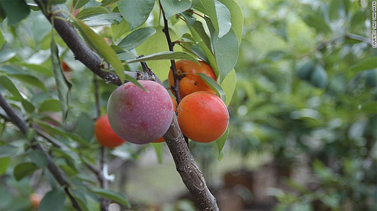 Chiêm ngưỡng cái cây kì diệu tạo ra tới 40 thứ quả trong một năm