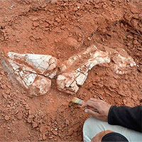 Argentina phát hiện hóa thạch khủng long sống cách ngày nay hơn 200 triệu năm