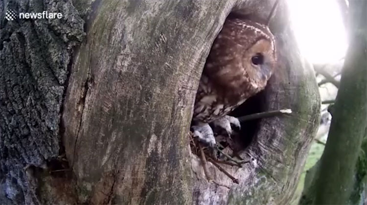 Cú cướp tổ sóc.