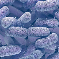 Loại khuẩn gây chết người trong 1 ngày này có thể bùng nổ khi kháng kháng sinh ập đến