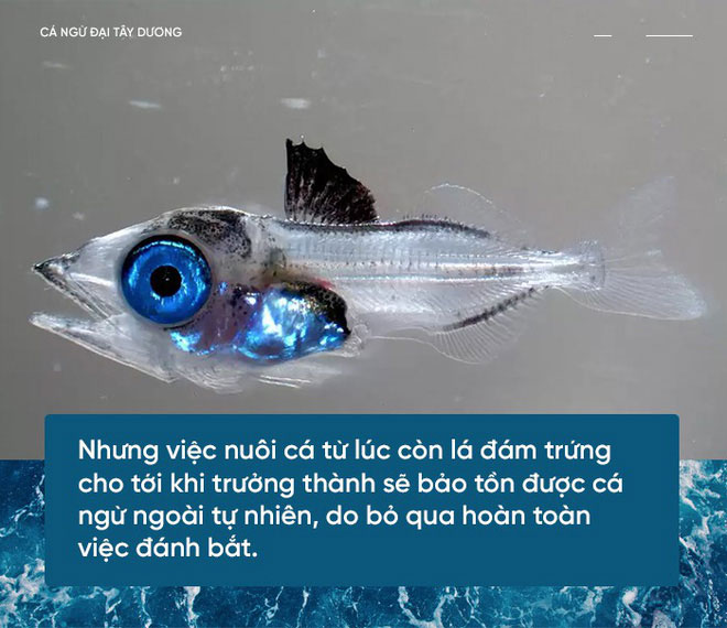 Các nhà khoa học đang thuần hóa cá ngừ vây xanh để có đủ nguyên liệu làm sushi
