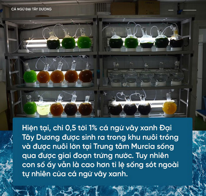 Các nhà khoa học đang thuần hóa cá ngừ vây xanh để có đủ nguyên liệu làm sushi