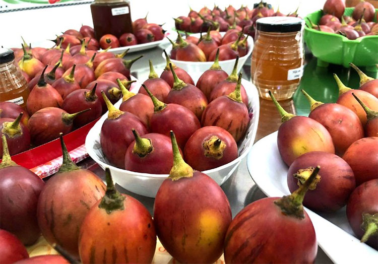 Cà chua lạ: Chua như chanh leo, thơm mùi dứa