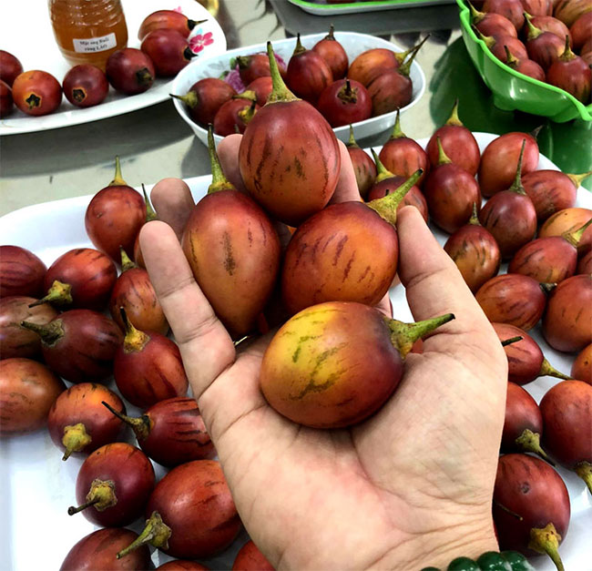 Cà chua lạ: Chua như chanh leo, thơm mùi dứa