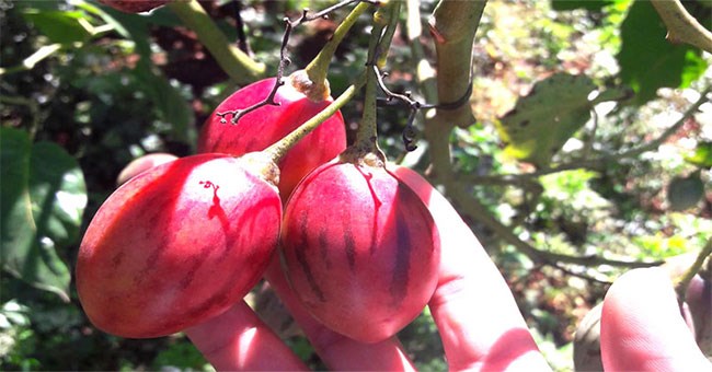 Cà chua lạ: Chua như chanh leo, thơm mùi dứa