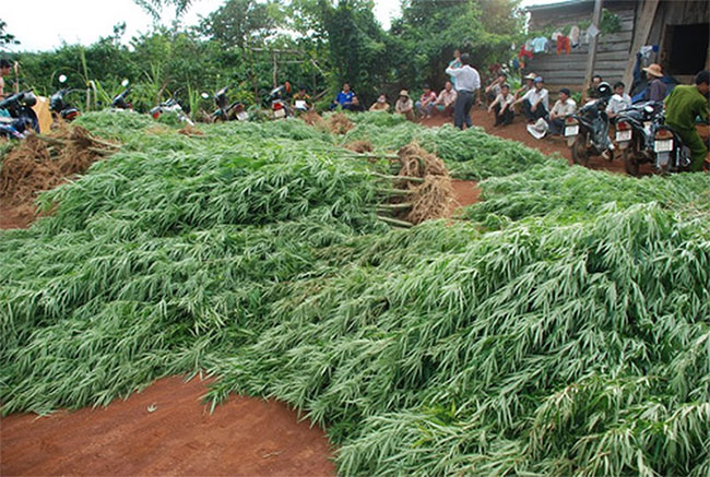 Bạn có bị 